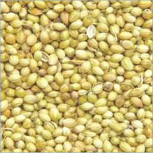 Coriander