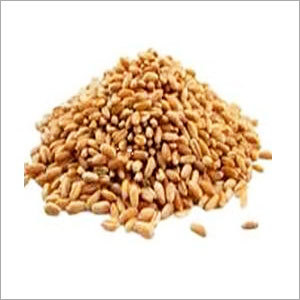 Wheat