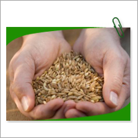 Grains