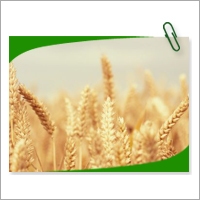 Healthy Grains