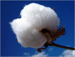Raw Cotton