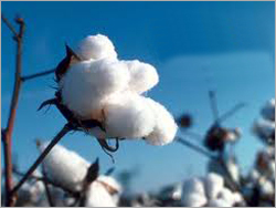 Natural Raw Cotton Bales