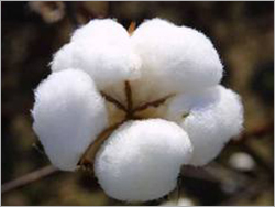 Pure white Raw Cotton