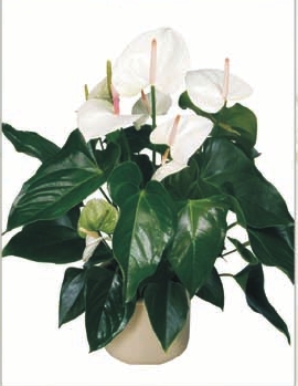 Anthurium