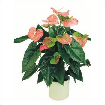 Anthurium