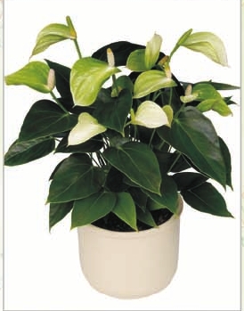 Anthurium