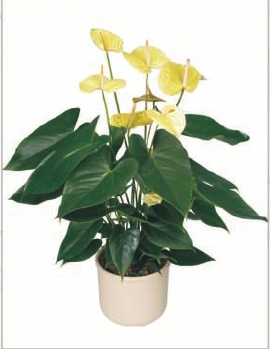 Anthurium