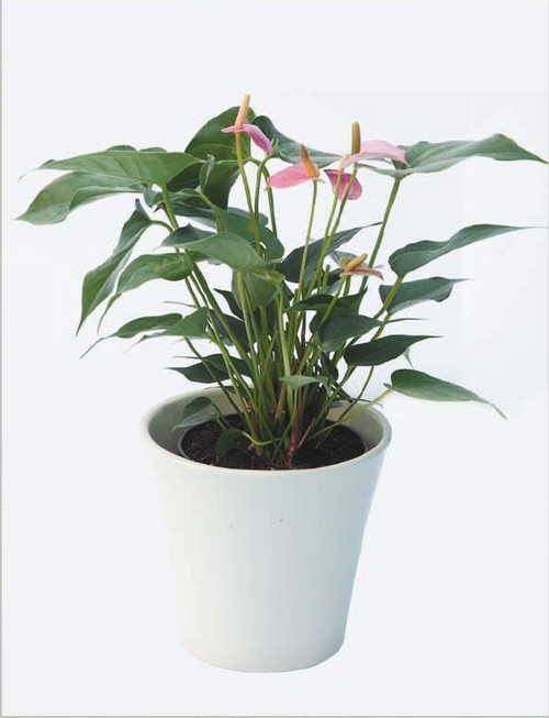 Anthurium