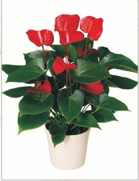 Anthurium
