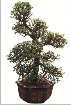 Assorted Plants