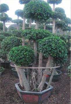 Assorted Plants