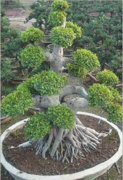 Assorted Plants