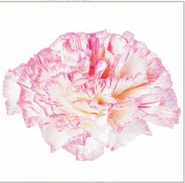 Carnation