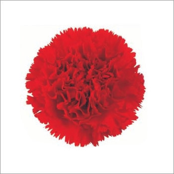 Carnation