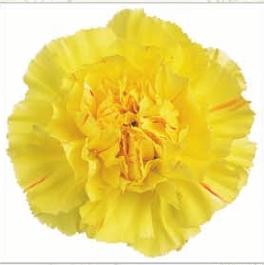 Carnation