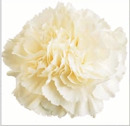 Carnation