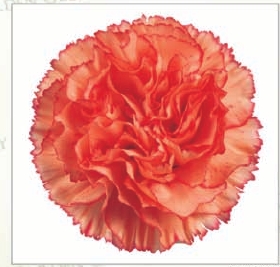 Carnation
