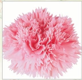 Carnation