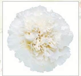 Carnation