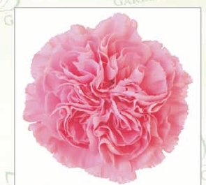 Carnation