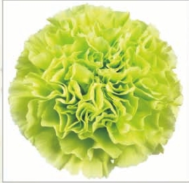 Carnation