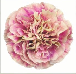 Carnation
