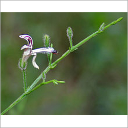 Andrographis
