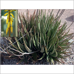 Aloevera Gel Powder - Aloe Vera 200:1 Concentrate Natural Plant Extract Water-Soluble Bulk Bag Packaging