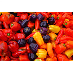 Capsicum Annuum