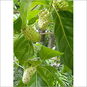 Morinda Citrifolia
