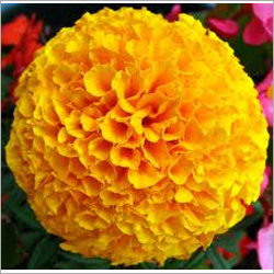 Marigold Extract