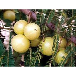 Triphala - Tannins 30% Pale Yellow | Boosts Immunity Improves Digestion Natural Laxative