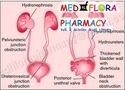 Urinary Antiseptics