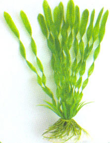 Barwell Artificial Plant 12' E 2044