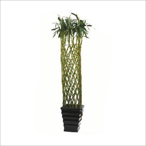 Dracena