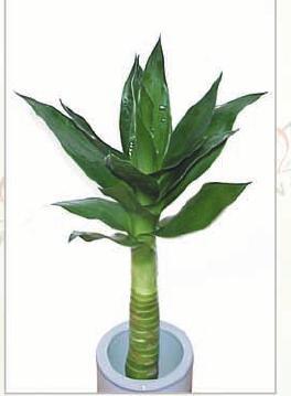 Dracena