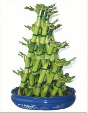 Dracena
