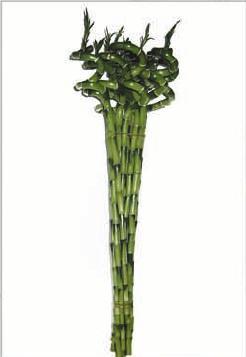 Dracena
