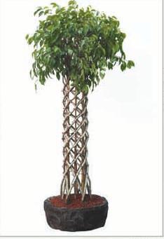 Artificial Ficus Trees