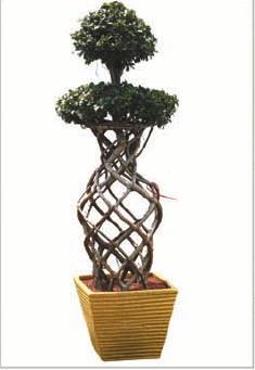 Ficus Cage