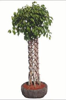 Ficus Cage