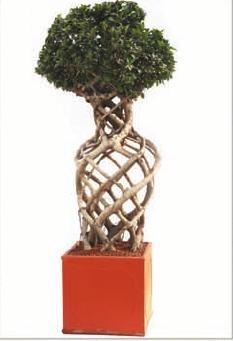 Ficus Cage