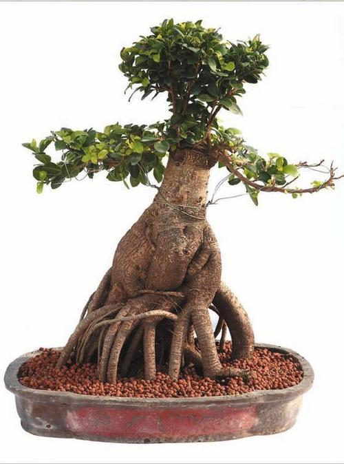 Ficus Grafted