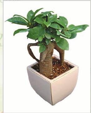 Ficus Grafted