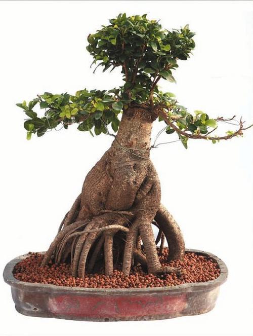 Ficus Grafted