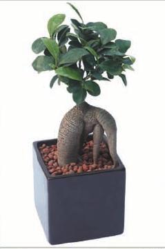 Ficus Grafted