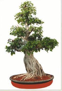 Ficus Multi Roots
