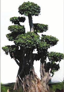 Ficus Multi Roots