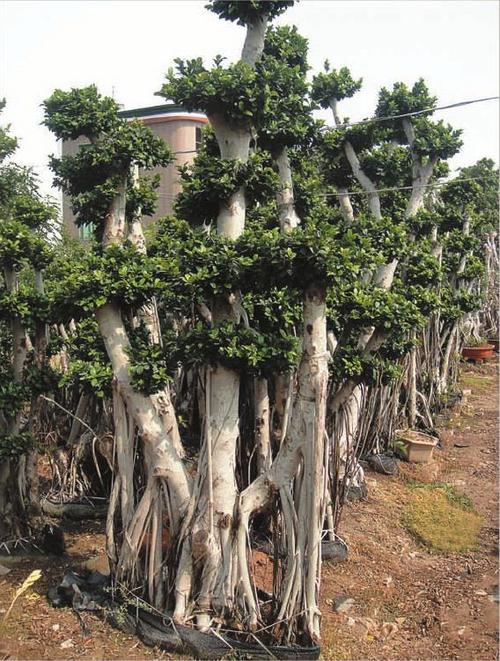 Ficus Multi Roots