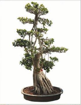 Ficus Multi Roots